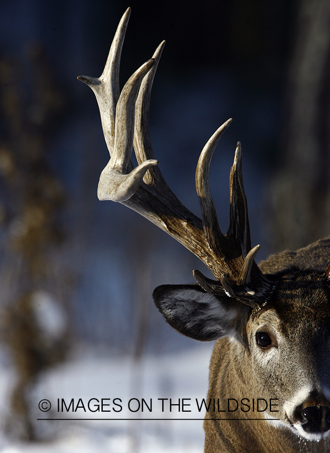 Whitetail in habitat