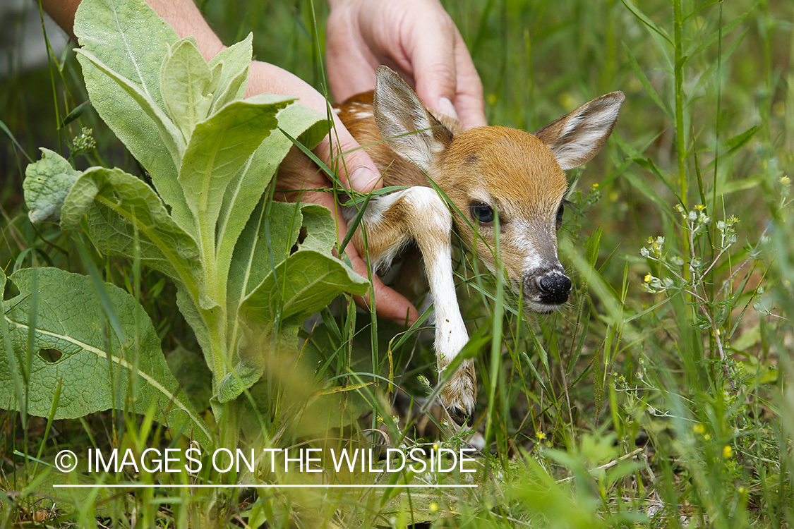 White-tailed Deer Fawns