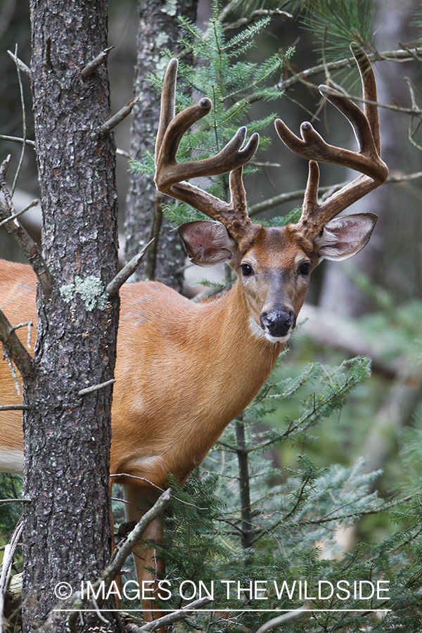 White-tailed deer in velvet