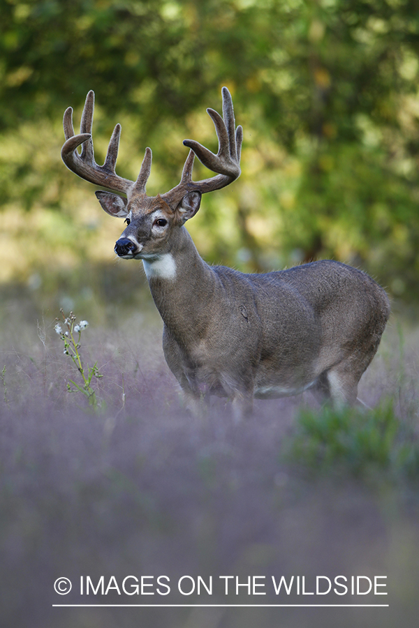 White-tailed buck in velvet 