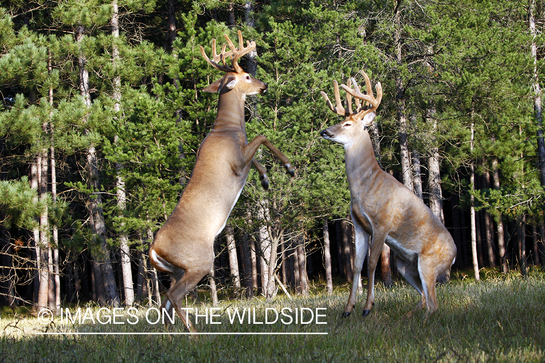 White-tailed bucks fighting