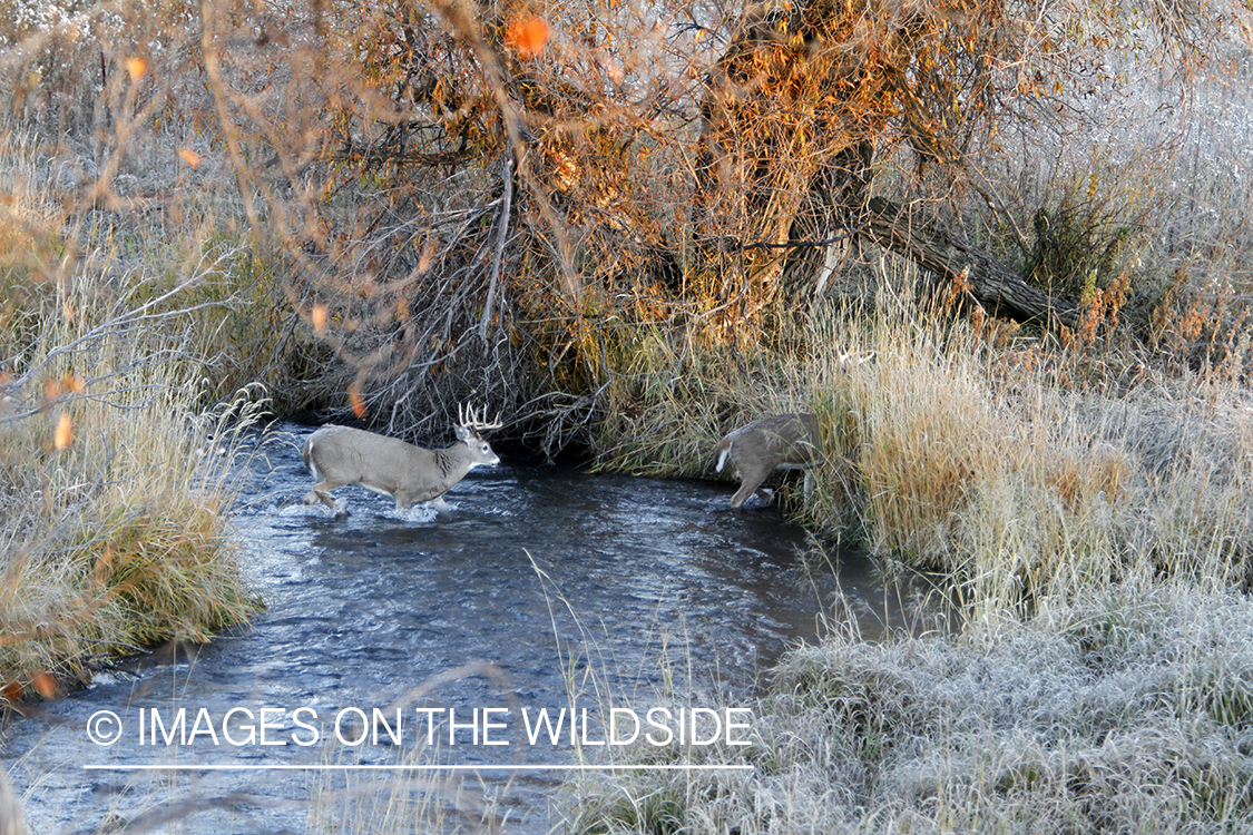 White-tailed buck in habitat. 