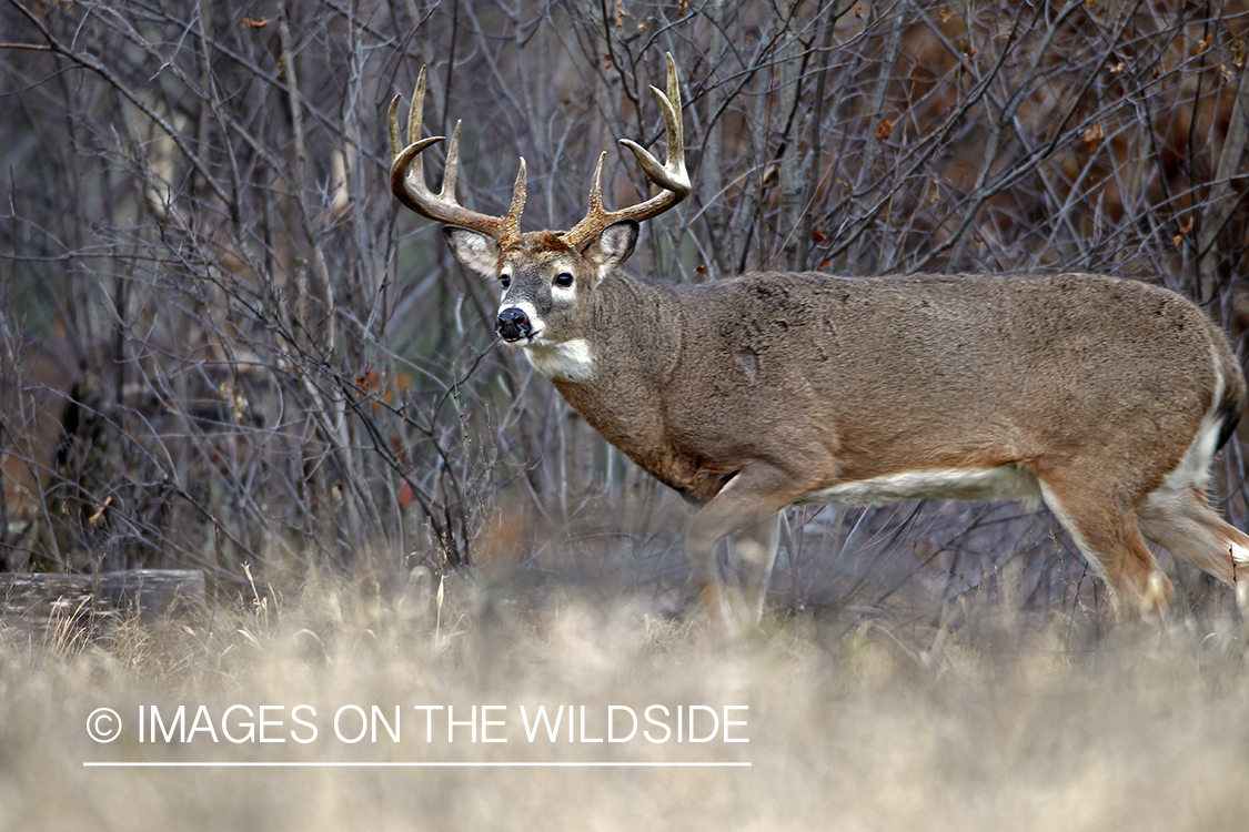 White-tailed buck in habitat. *