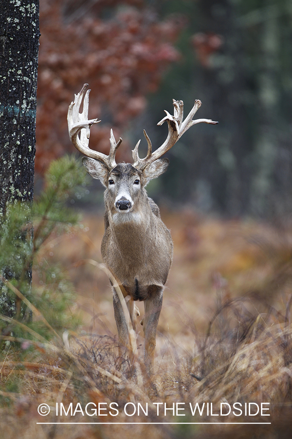 White-tailed buck in habitat. 