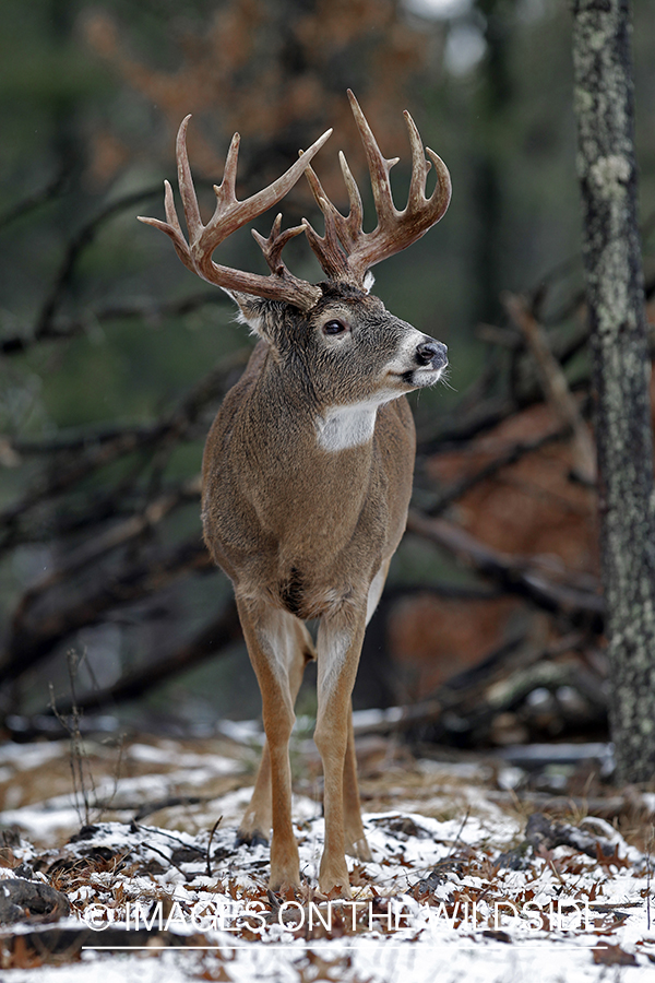 White-tailed buck in habitat. *