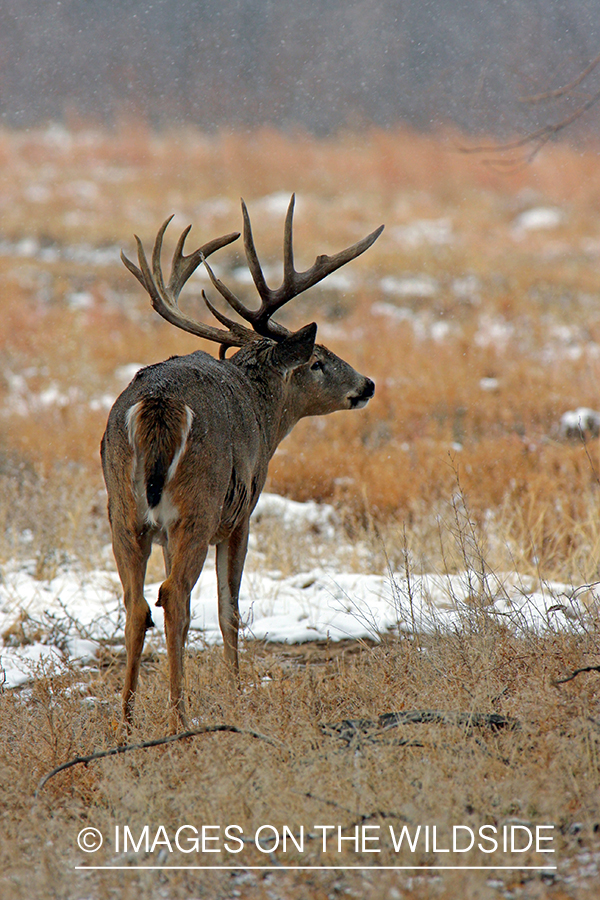 White-tailed buck in habitat. 