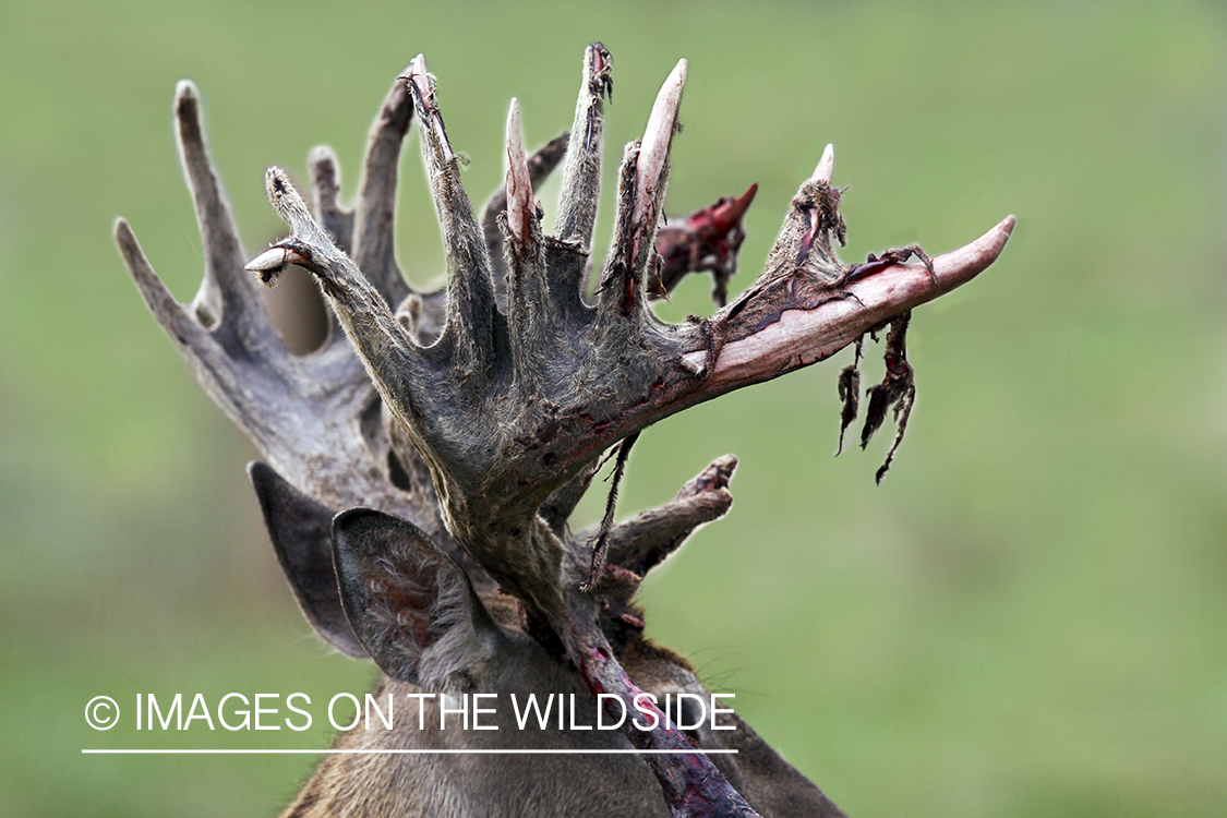 White-tailed buck in habitat. 