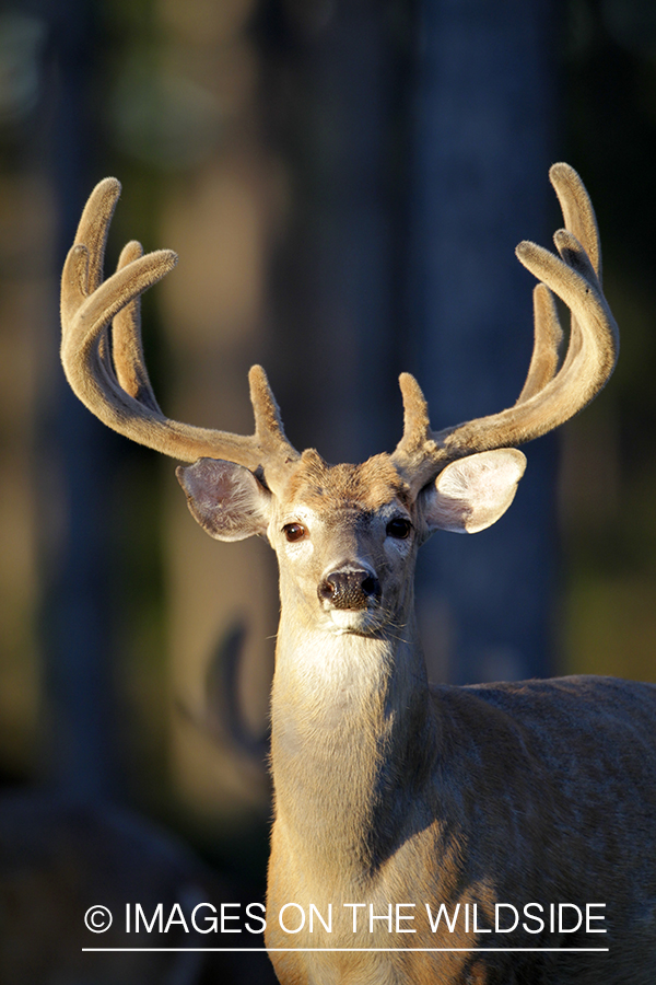 White-tailed buck in velvet.  