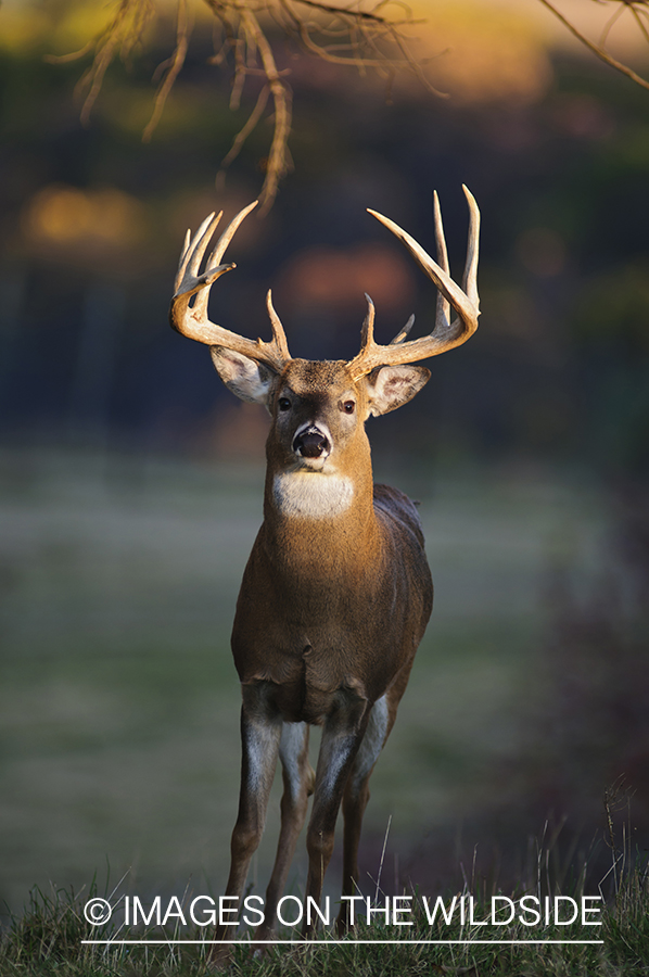 White-tailed buck in habitat. 