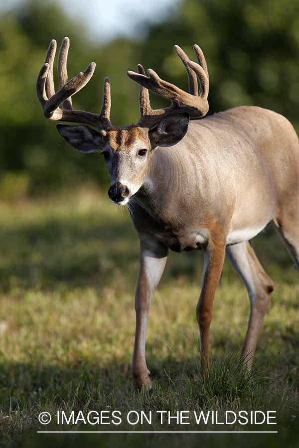 White-tailed buck in velvet.  