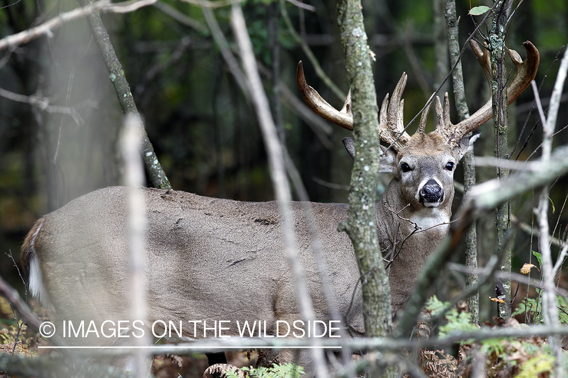 White-tailed buck in habitat.  