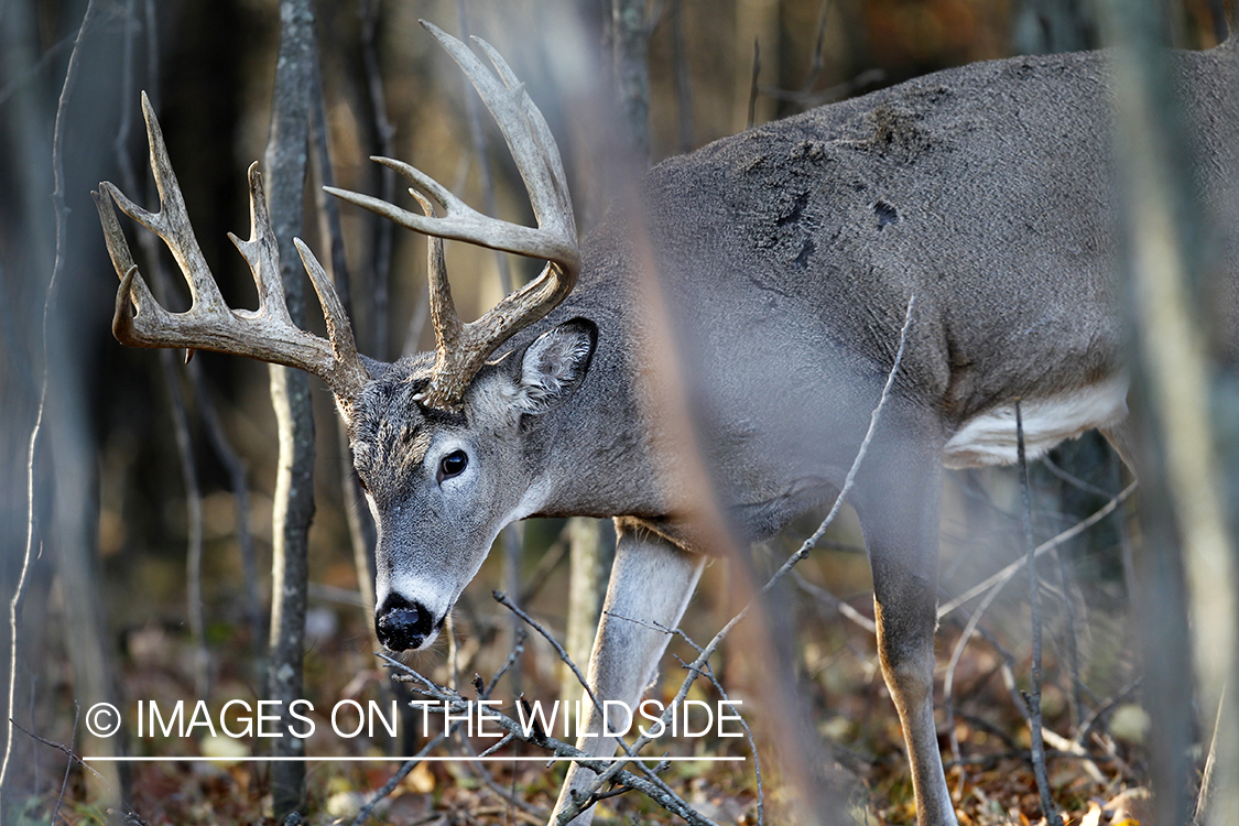 White-tailed buck in habitat. 