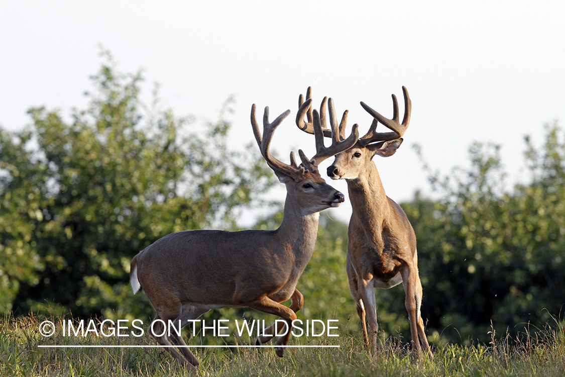 White-tailed bucks in habitat. 