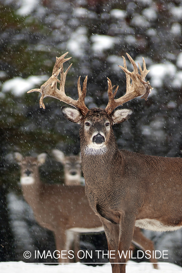 White-tailed buck in habitat. 