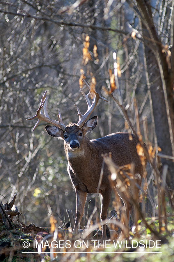 White-tailed buck in habitat. 