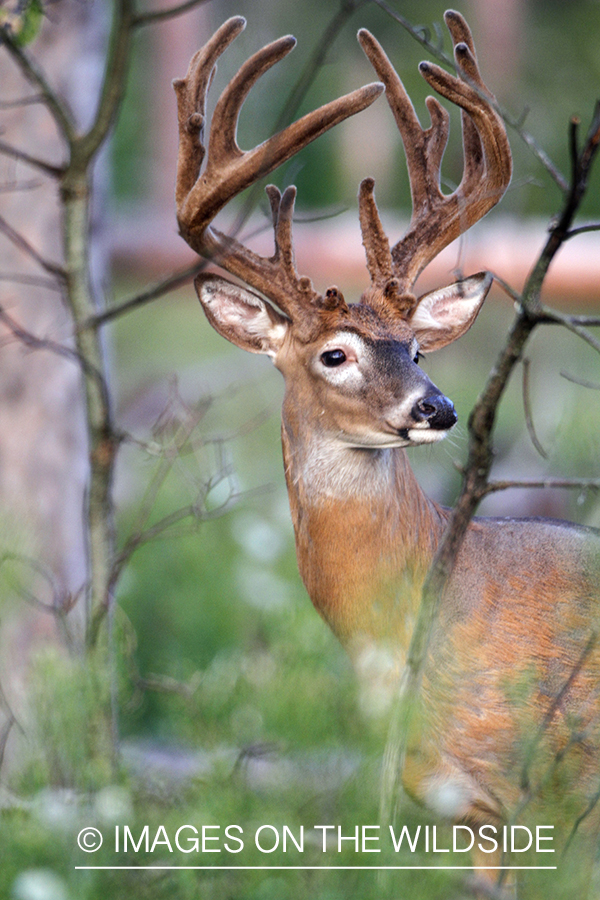 White-tailed buck in velvet.