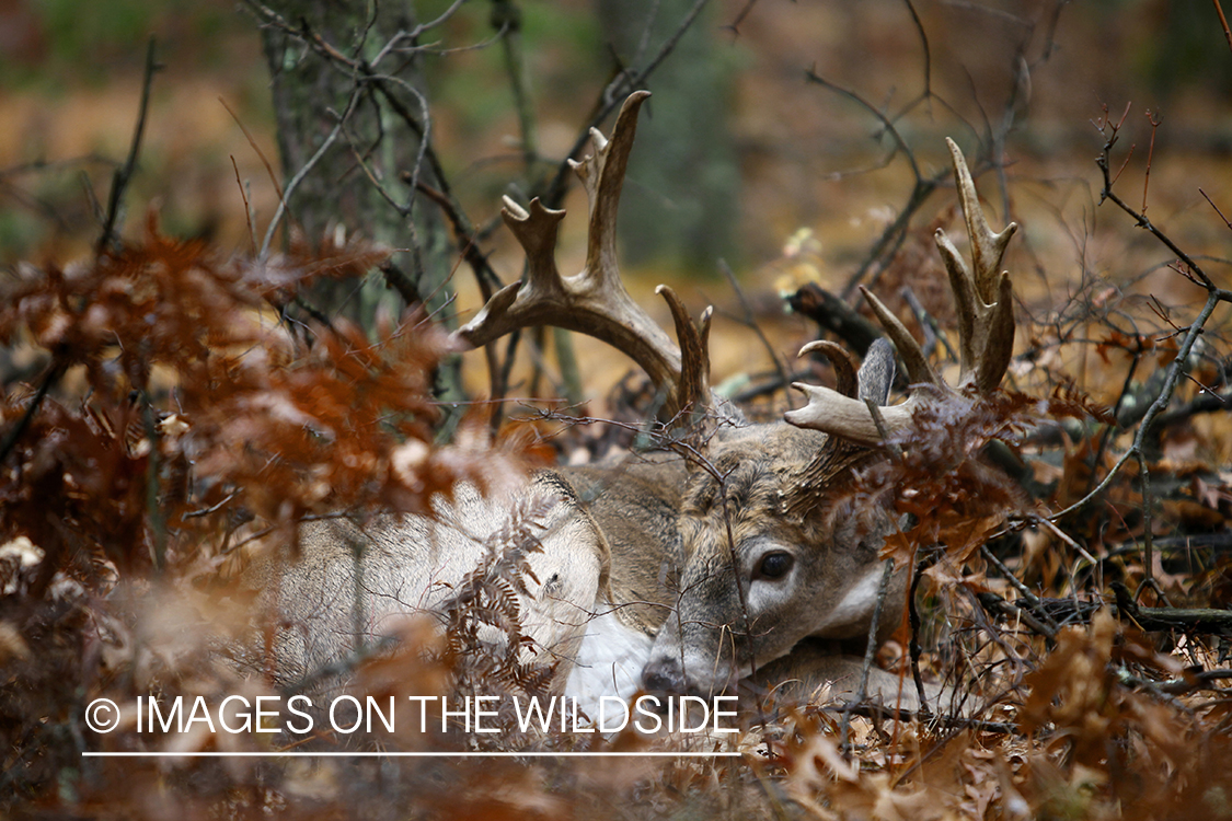 White-tailed buck laying in forest.