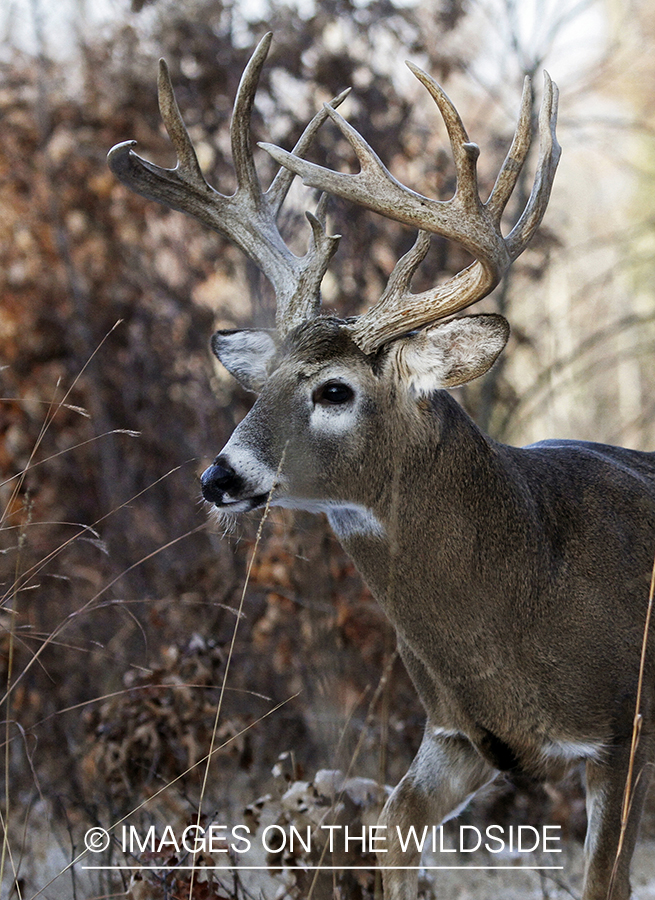 White-tailed buck in habitat.