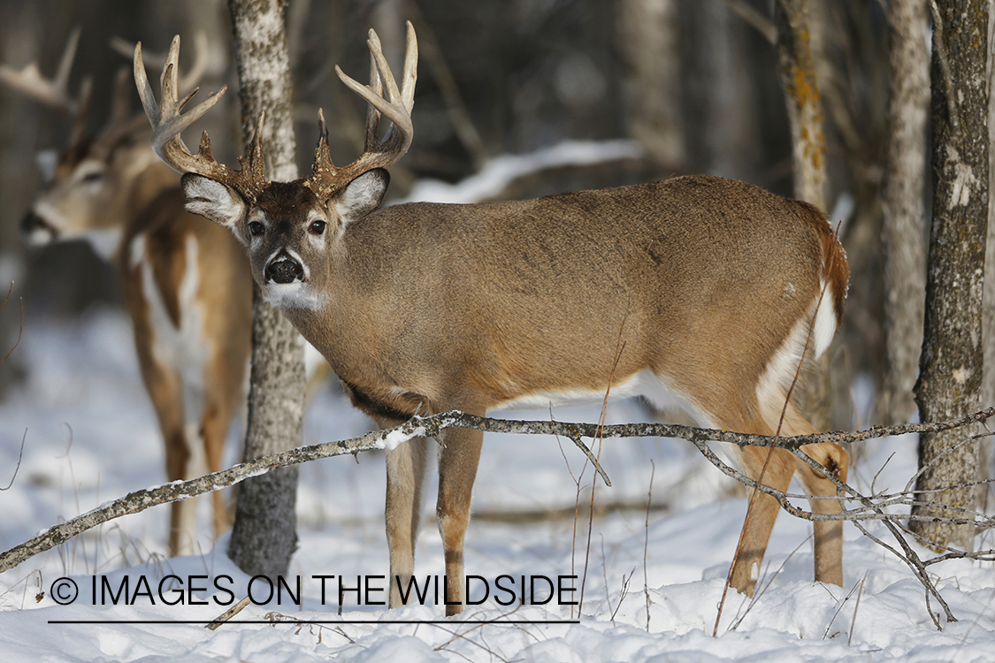 White-tailed bucks in winter habitat.