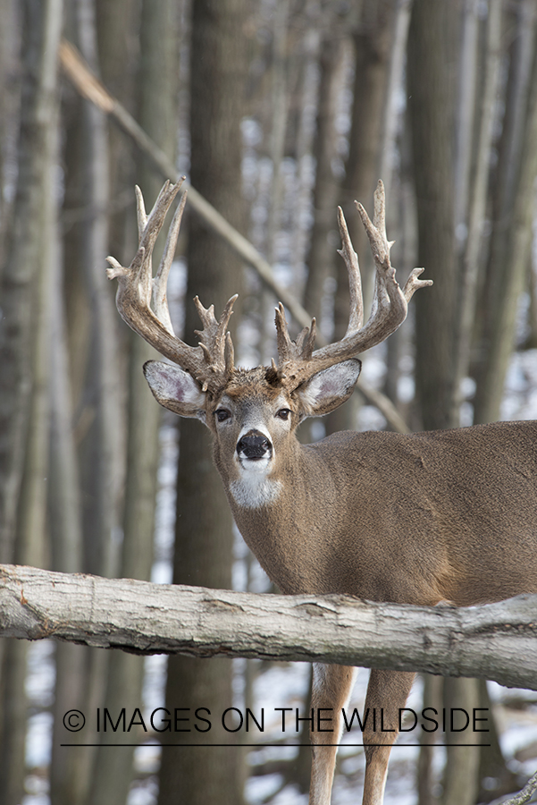 White-tailed buck in habitat.