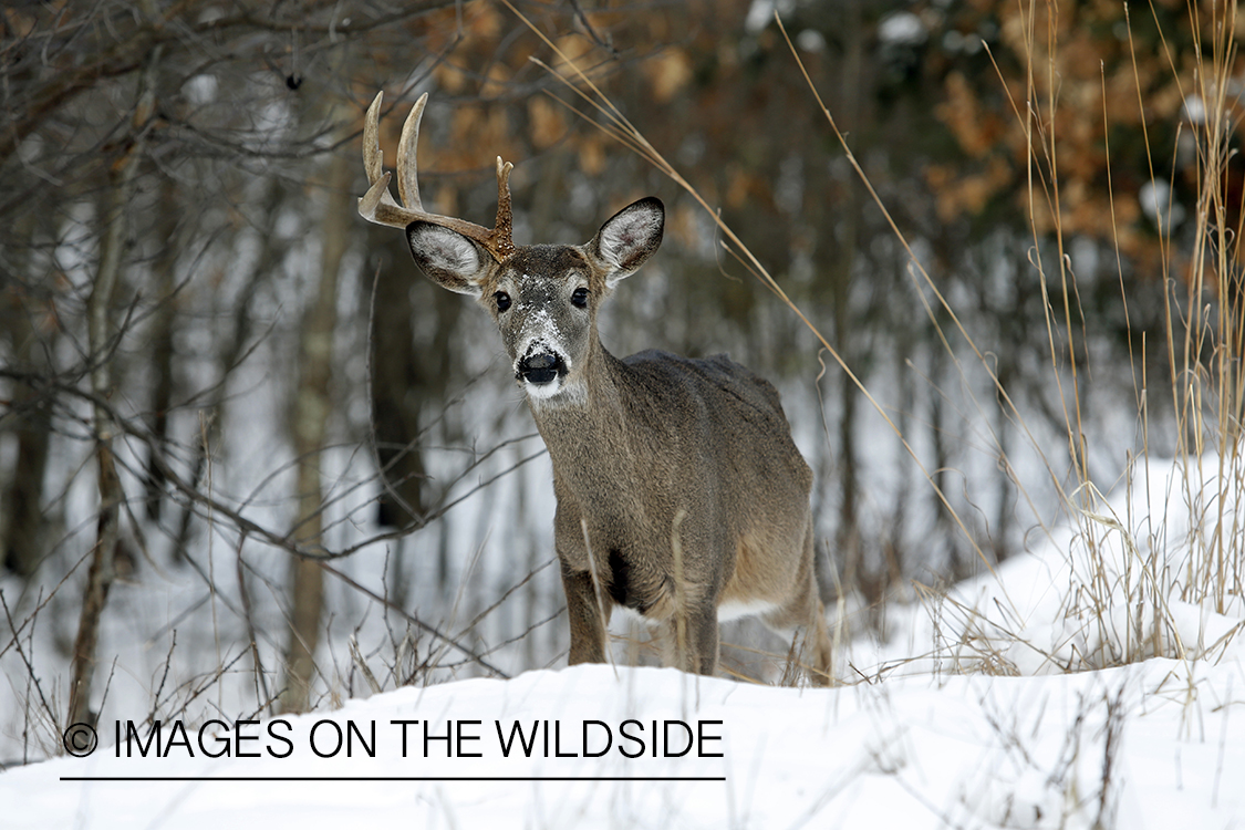 White-tailed buck in poor condition and missing an antler.