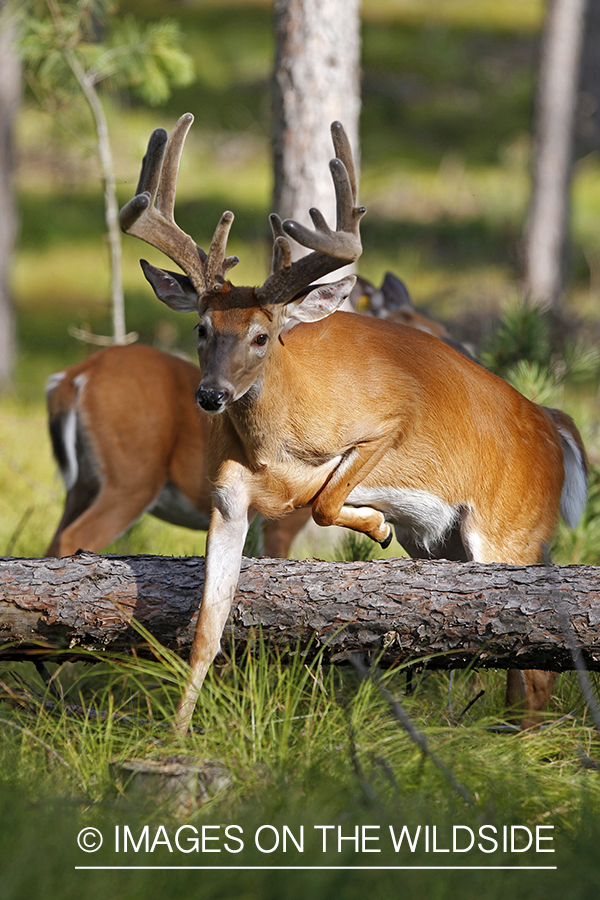 White-tailed buck in habitat.