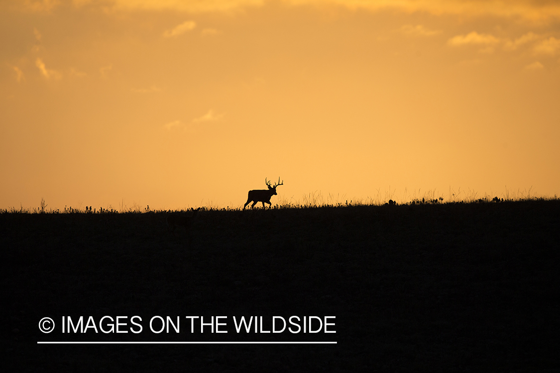 White-tailed deer at sunset (silhouette).