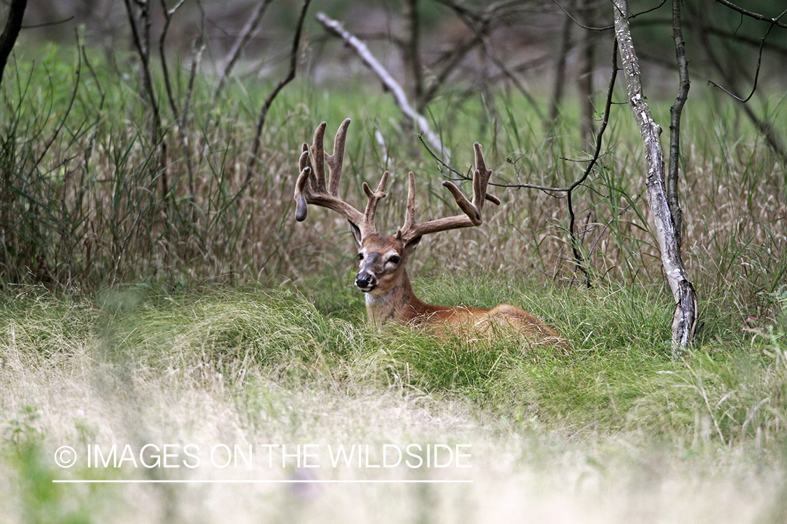 White-tailed buck in velvet.