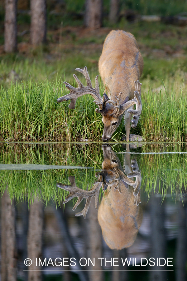 White-tailed buck in velvet with reflection.