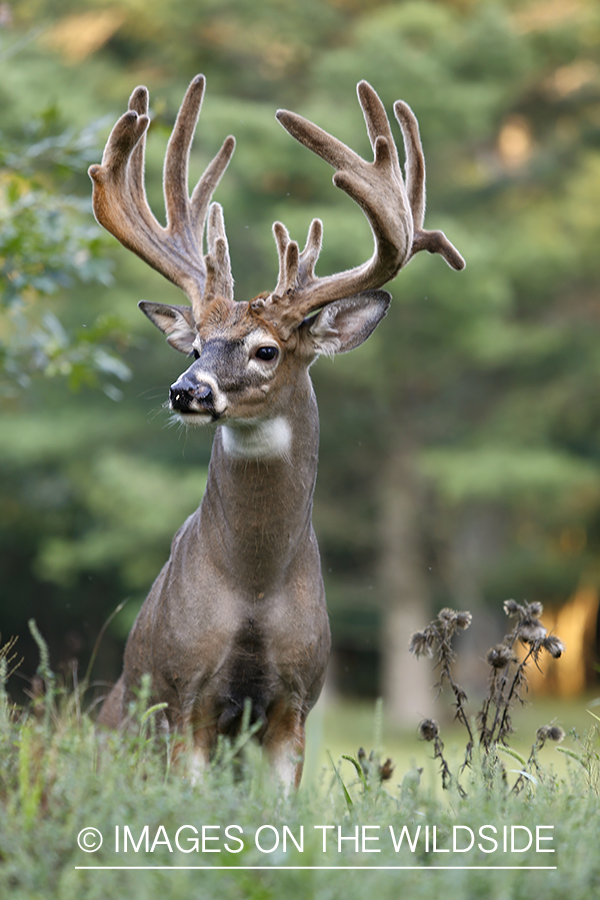 White-tailed buck in velvet.