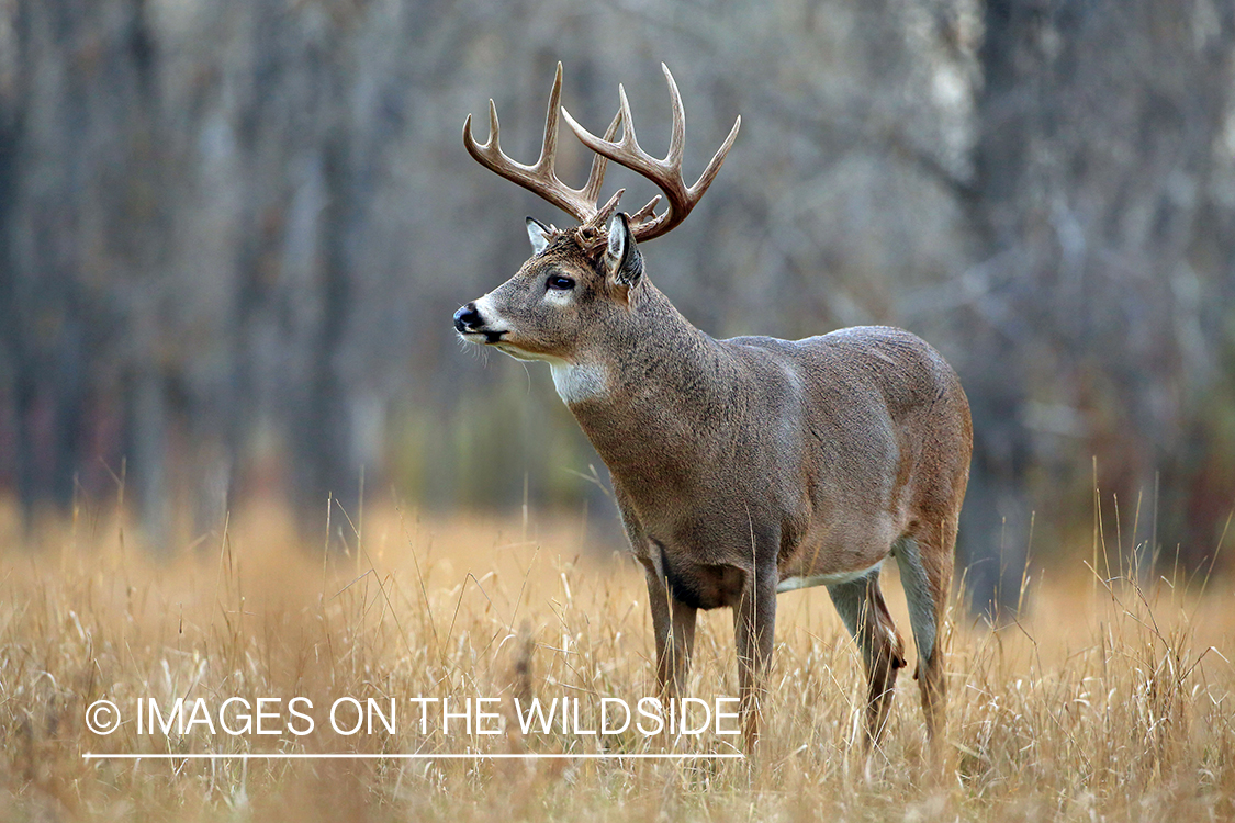 White-tailed buck in habitat.