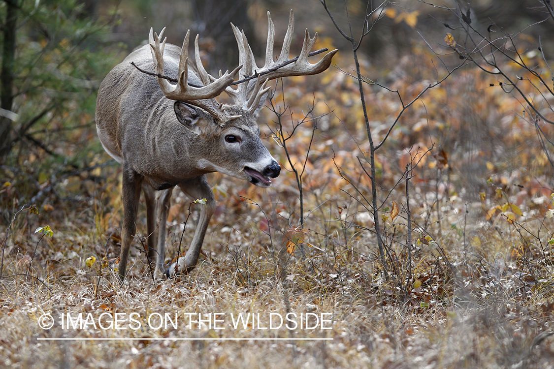 White-tailed buck in habitat.