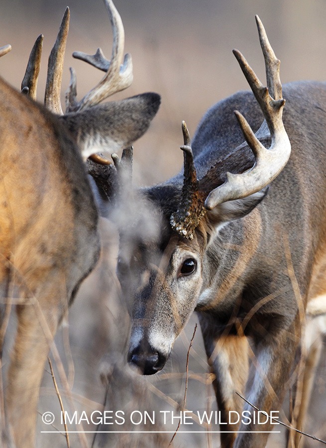 White-tailed bucks competing during the rut. 
