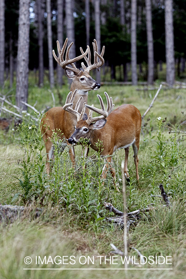 White-tailed Bucks in Velvet.