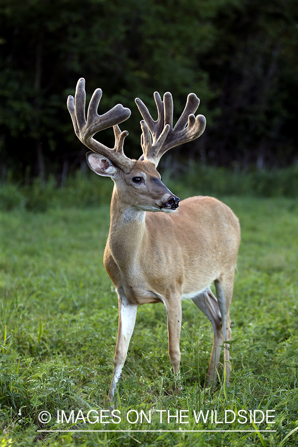 White-tailed buck in Velvet.