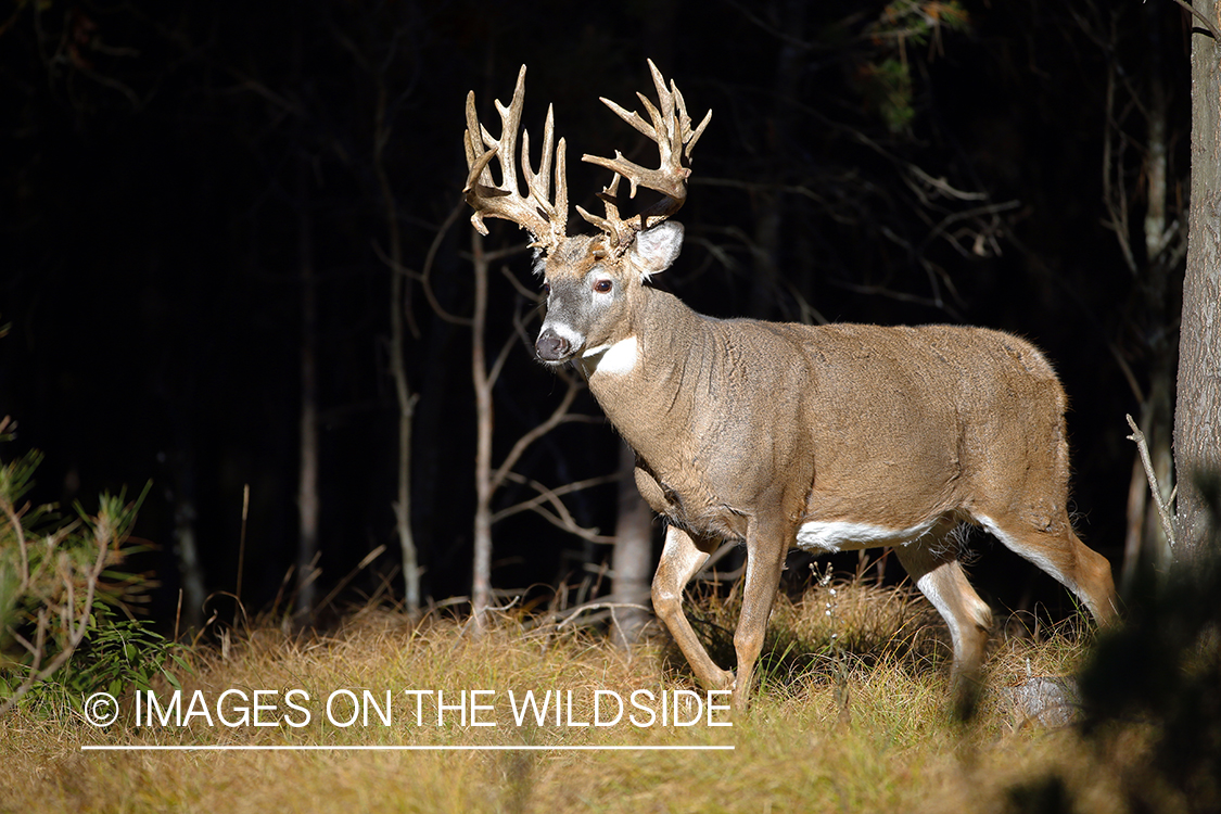 White-tailed buck in woods.