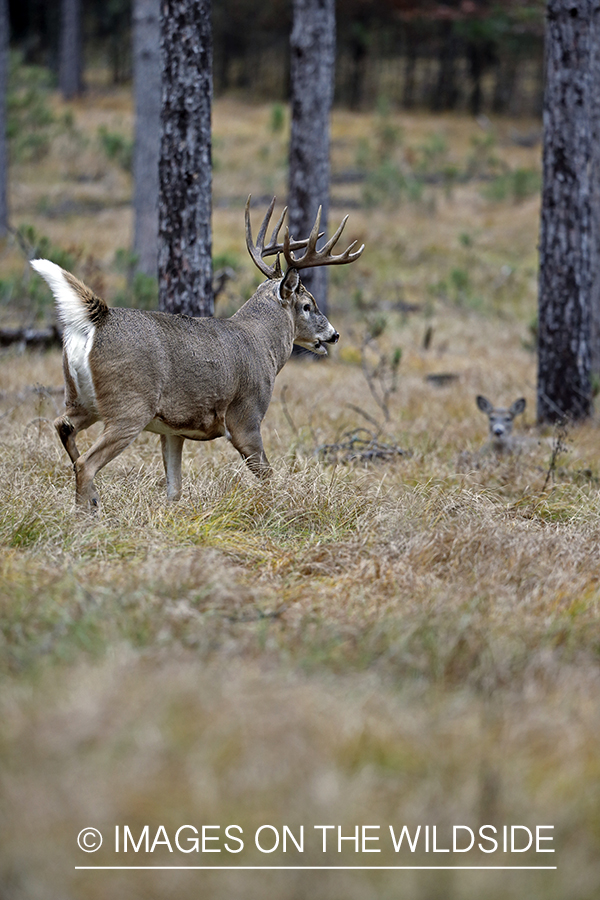 White-tailed buck flagging.