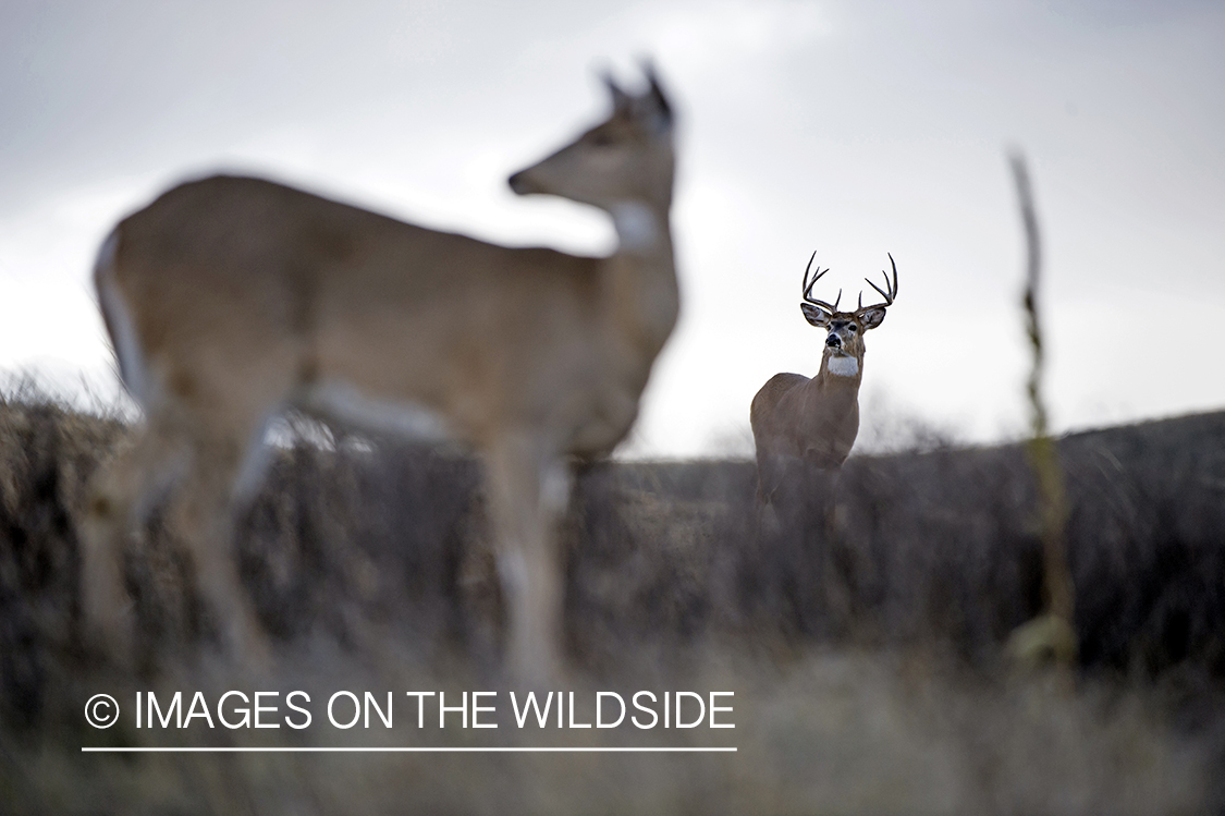 White-tailed buck pursuing doe.