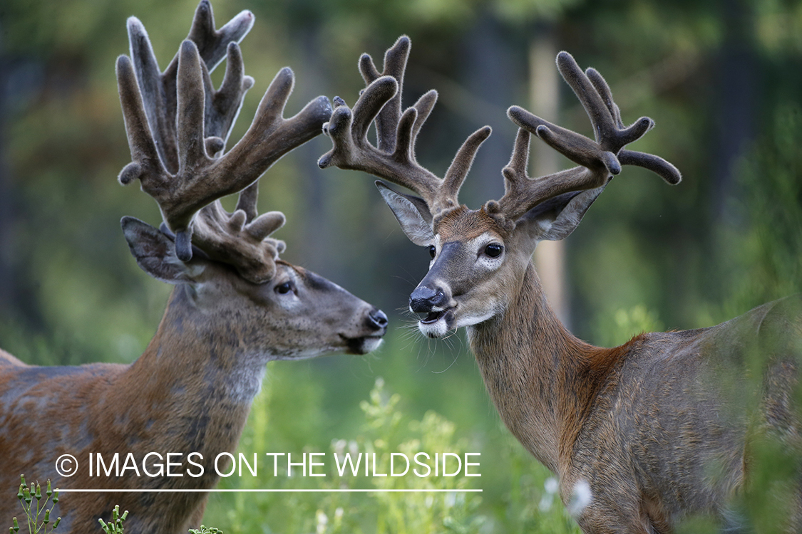 White-tailed buck in velvet.