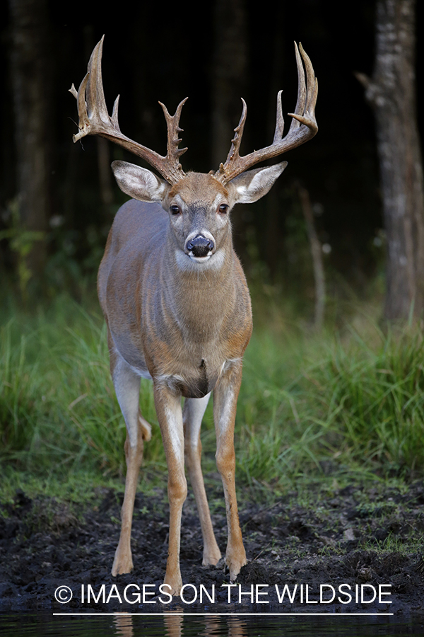 White-tailed buck in field.