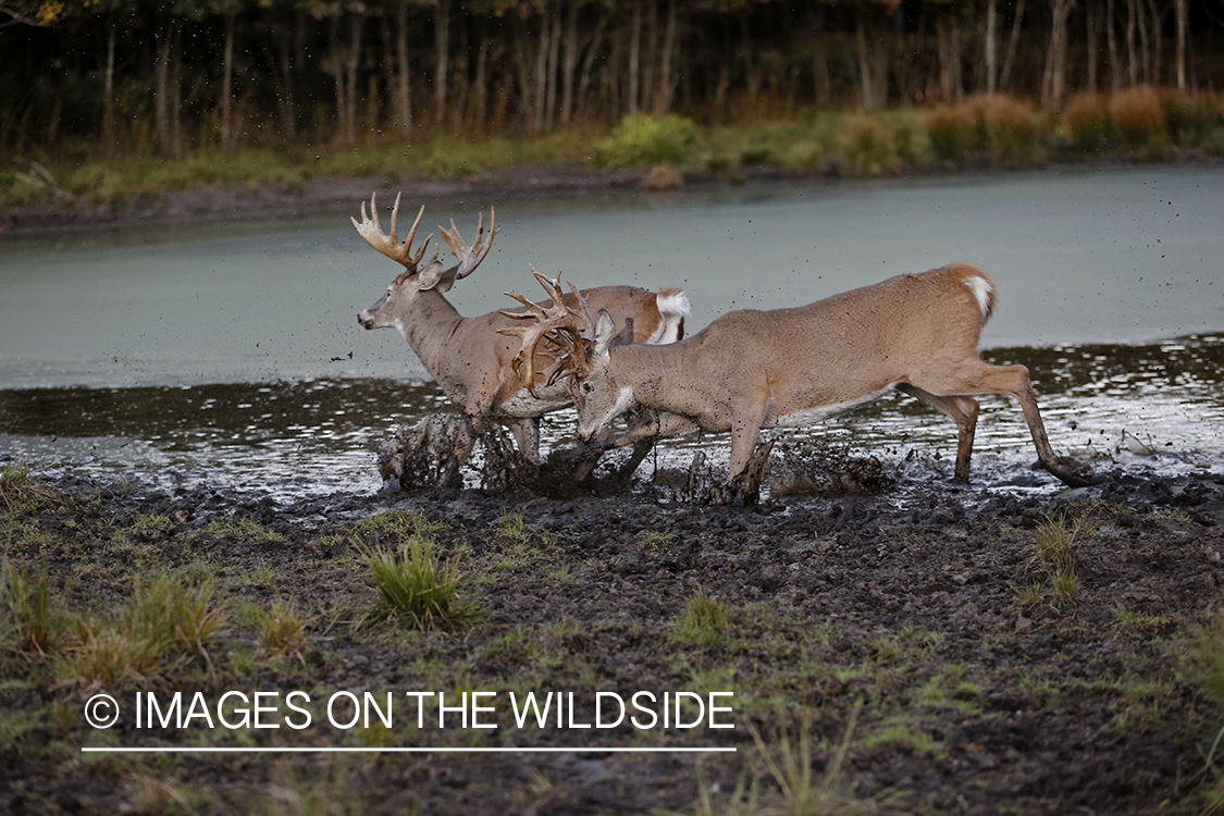 White-tailed bucks fighting during rut.