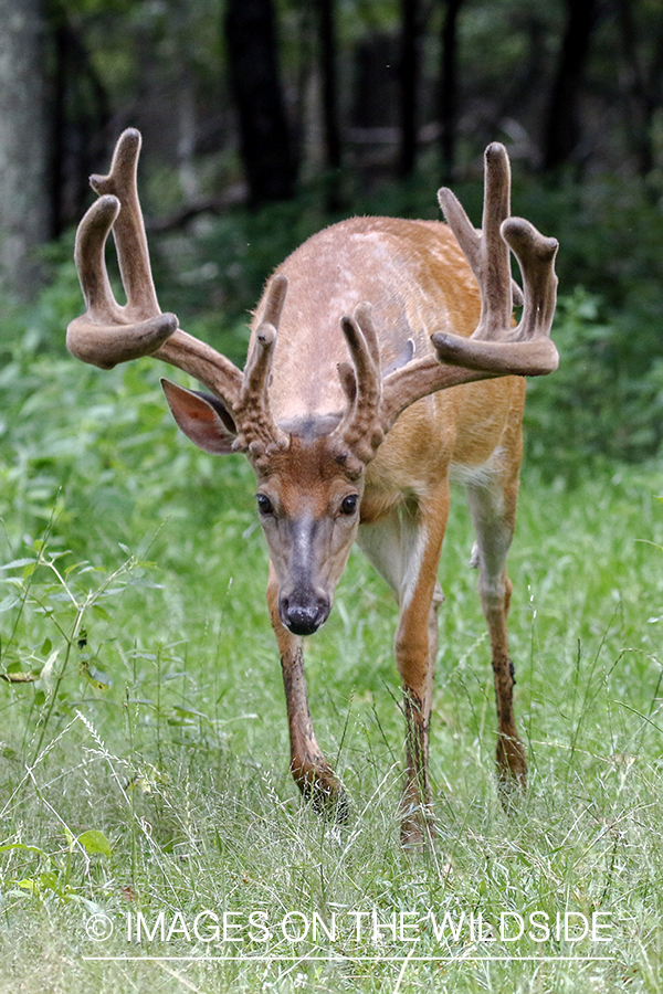 White-tailed buck in field.