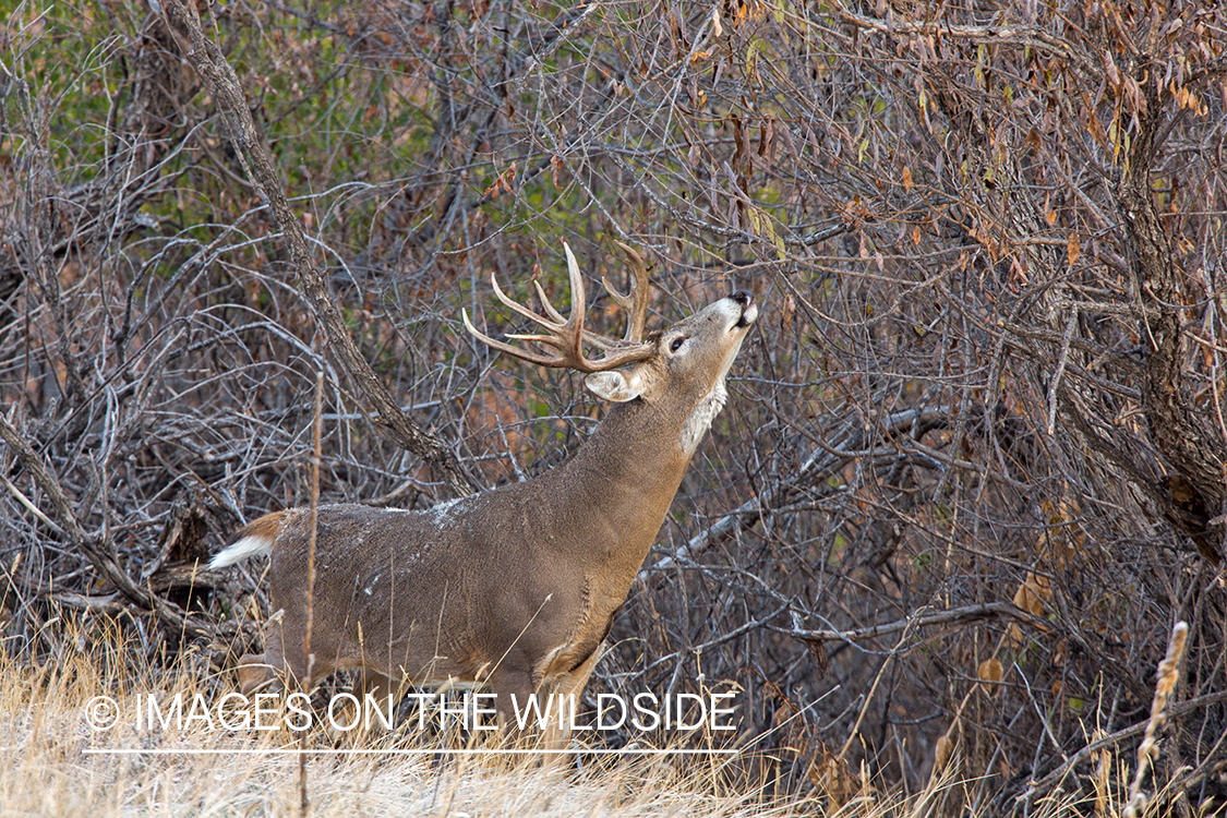 White-tailed buck making scrape.