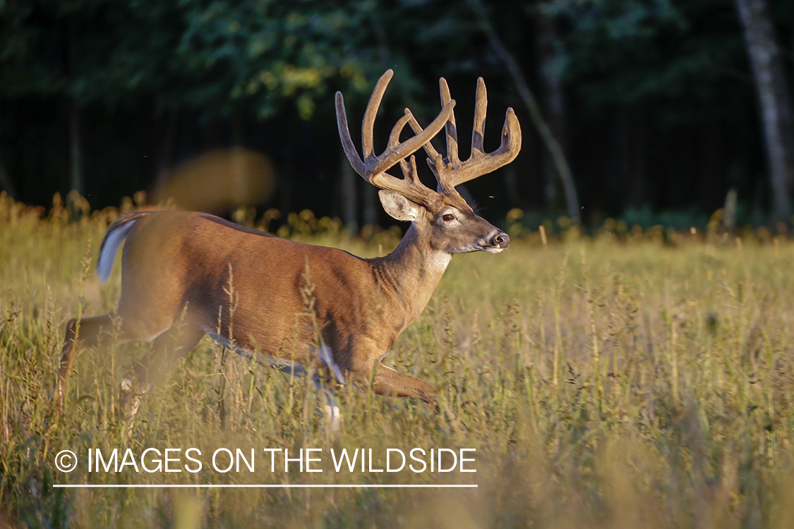 White-tailed buck in Velvet.