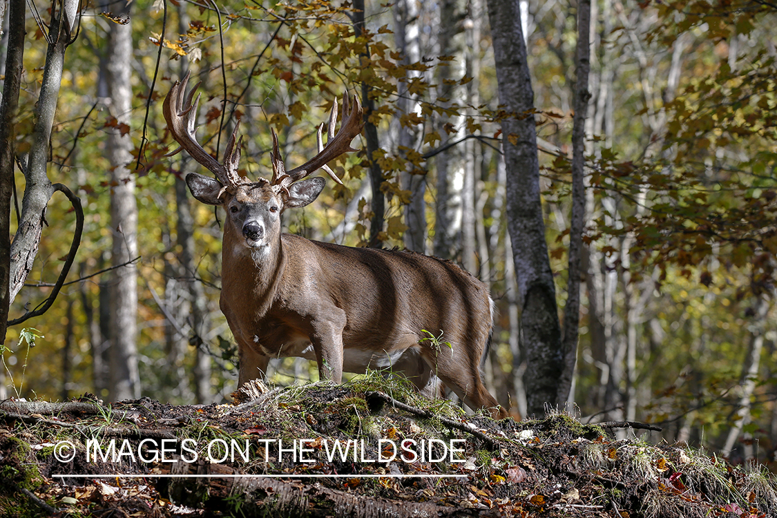 White-tailed buck in the rut.