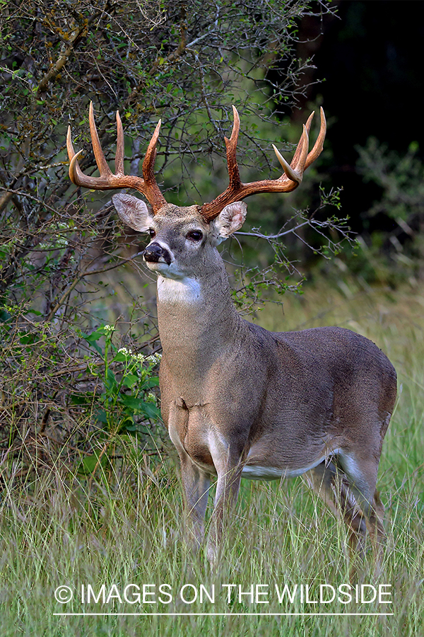 White-tailed buck in field.