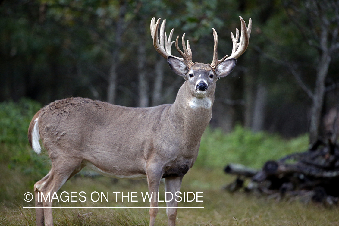 White-tailed buck in the Rut.