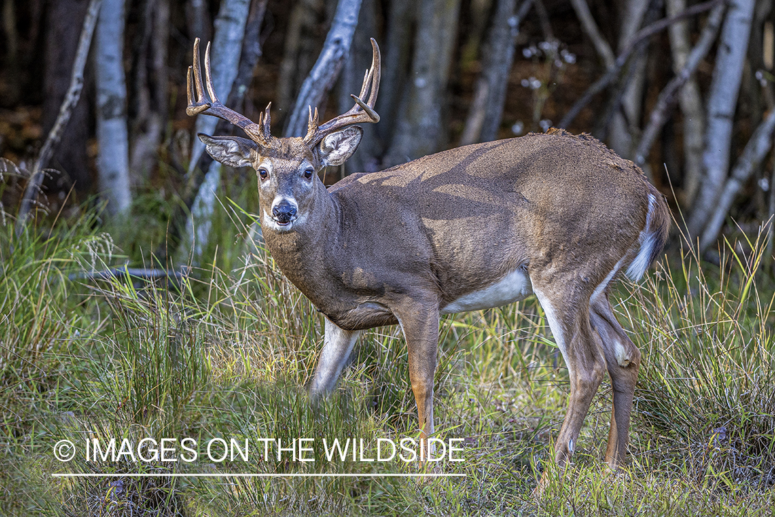 White-tailed buck in field.