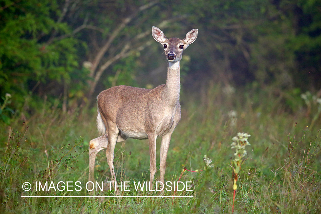 White-tailed doe in field.