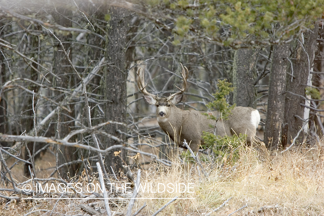 Mule deer buck in forest.
